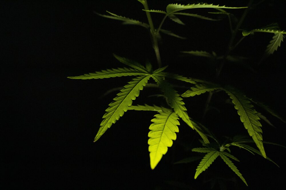 Czy marihuana leczy raka?