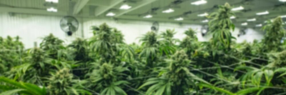 Marihuana medyczna – polskie uprawy, apteki, cena
